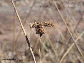   Infructescence:   Juncus aridicola ; Photo by South Australian Seed Conservation Centre, used with permission
